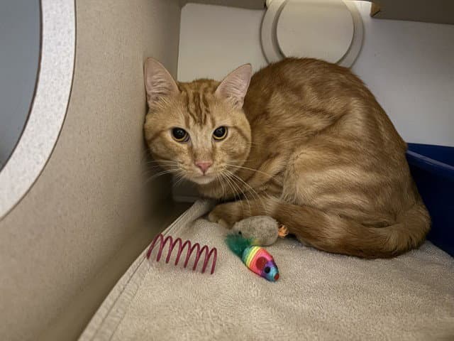 Thorsten - Domestic Short Hair