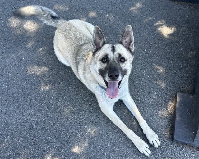 Roux - German Shepherd Dog