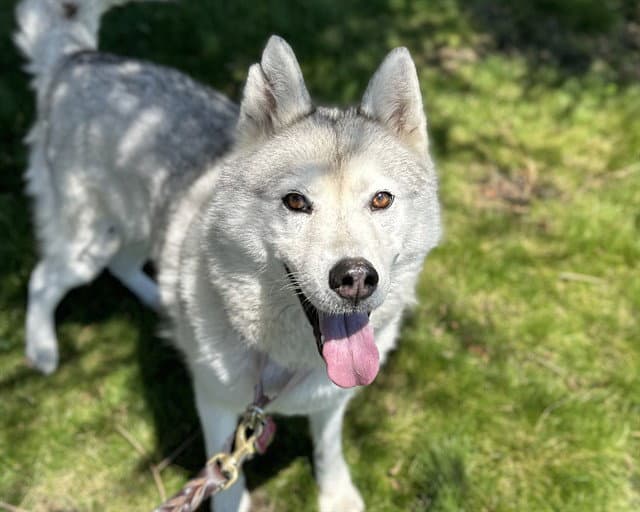 Aster - Siberian Husky