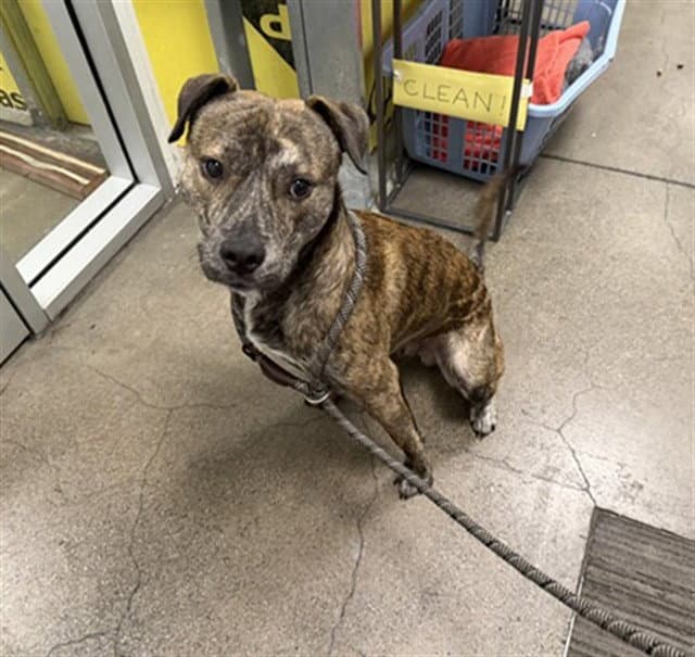Big Daddy Kane - American Pit Bull Terrier
