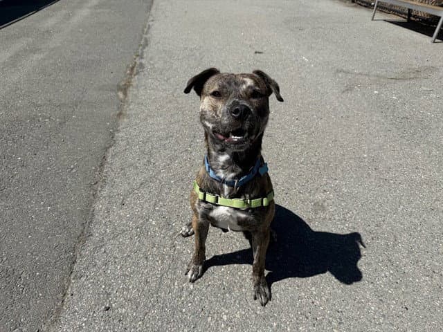 Big Daddy Kane - American Pit Bull Terrier