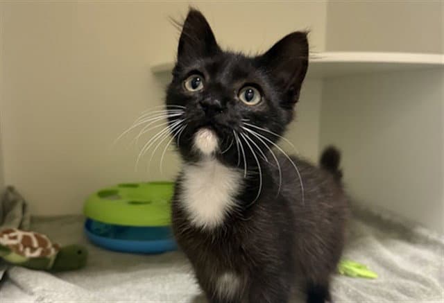 Om - Domestic Medium Hair