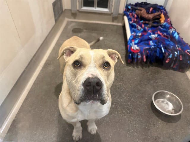 Butternut - American Pit Bull Terrier