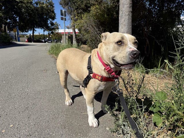 Butternut - American Pit Bull Terrier