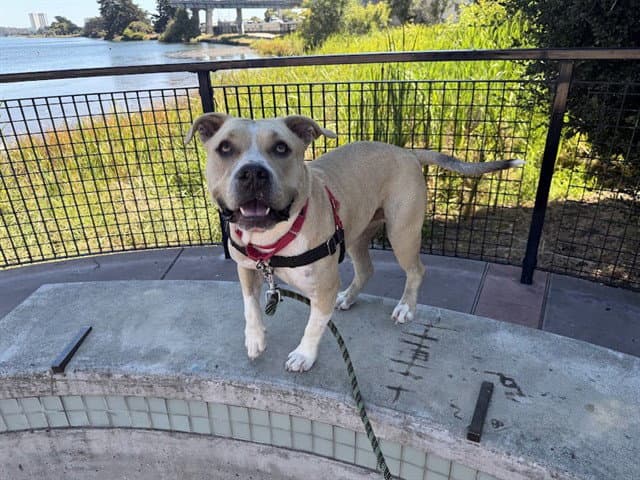 Butternut - American Pit Bull Terrier