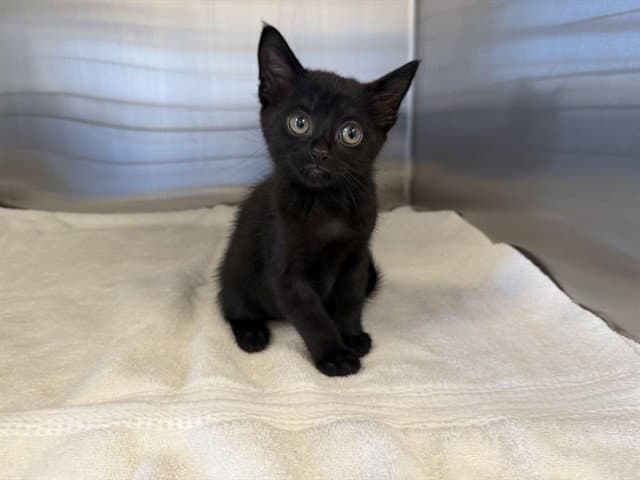 Rodrigo - Domestic Short Hair