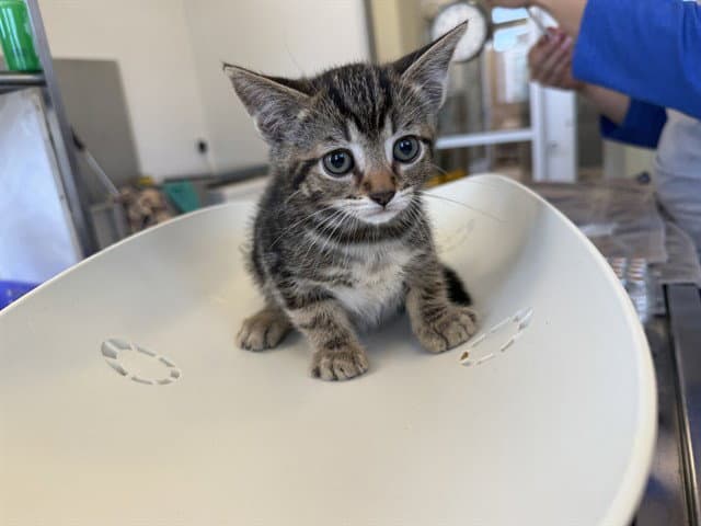 Riffraff - Domestic Short Hair