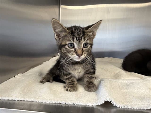 Raylene - Domestic Short Hair