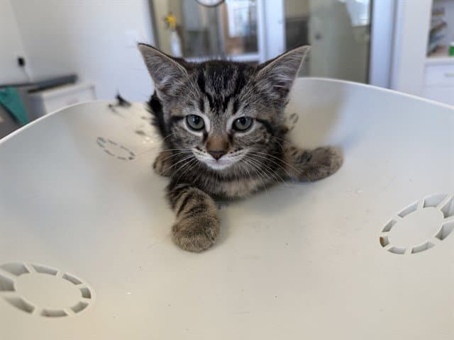 Rally - Domestic Short Hair