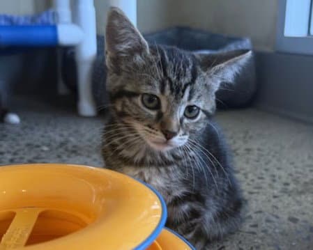 Rally - Domestic Short Hair