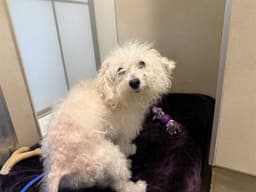 Ms Peggy image 1