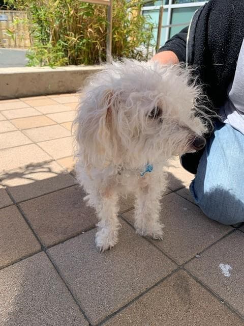 Ms Peggy - Poodle (Miniature)