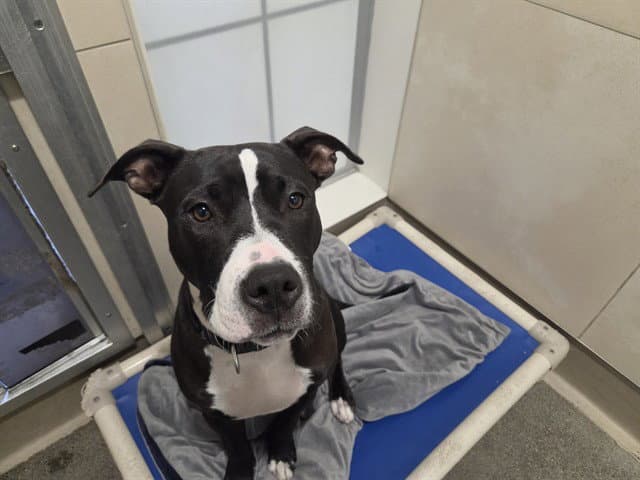 Manuel - Pit Bull Terrier
