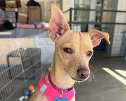 Rosie image 1