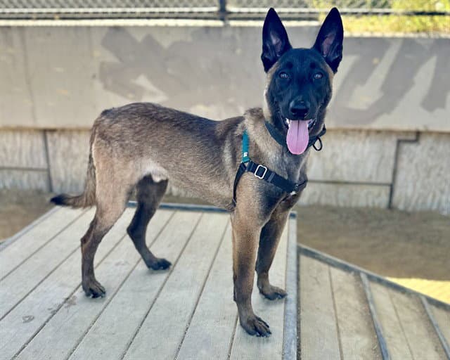 Kairo - Belgian Shepherd Malinois