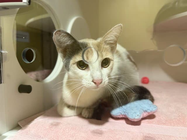 Annette - Domestic Short Hair