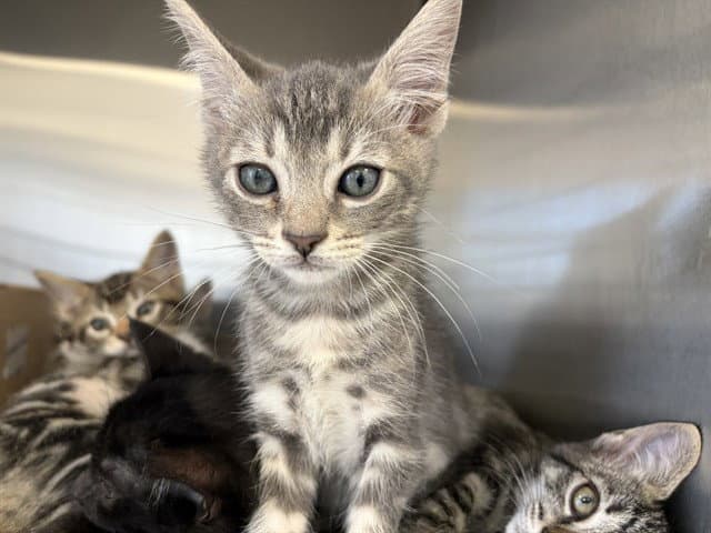 Nickel - Domestic Short Hair
