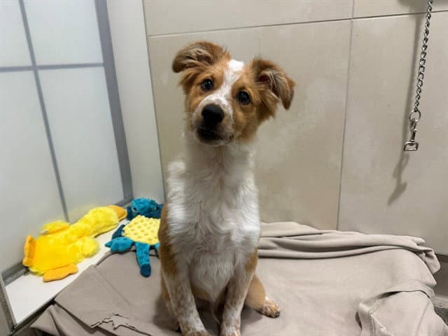 Laddie - Australian Shepherd