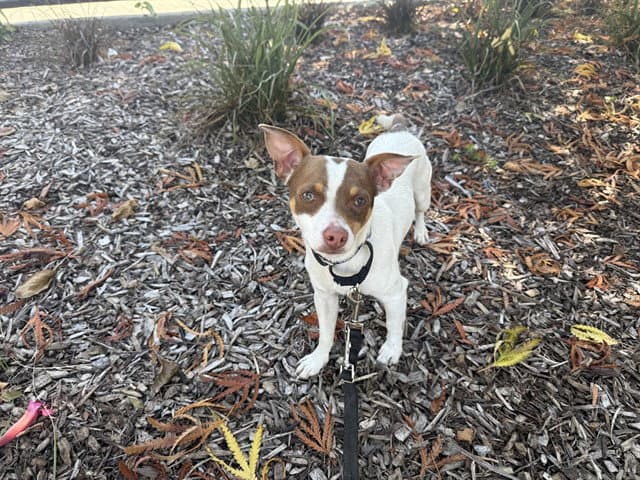 Pedro - Parson Russell Terrier