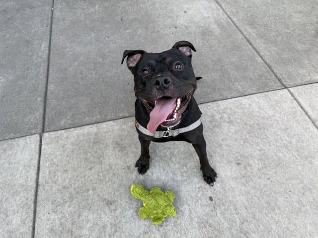 Anubis - American Pit Bull Terrier