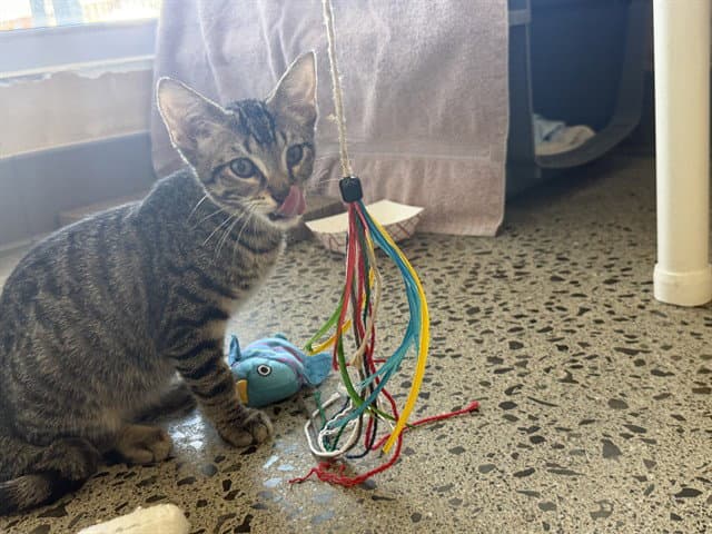 Turnip - Domestic Short Hair