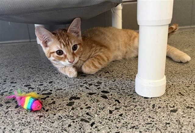 Trotsky - Domestic Short Hair