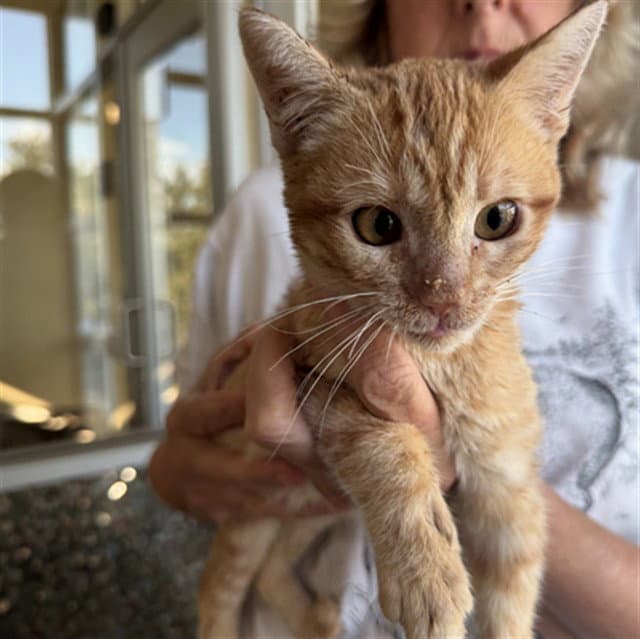 Tut - Domestic Short Hair
