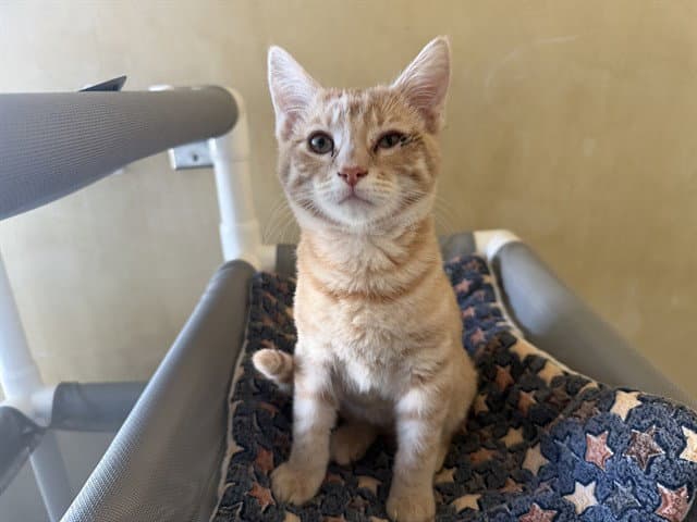 Tibor - Domestic Short Hair