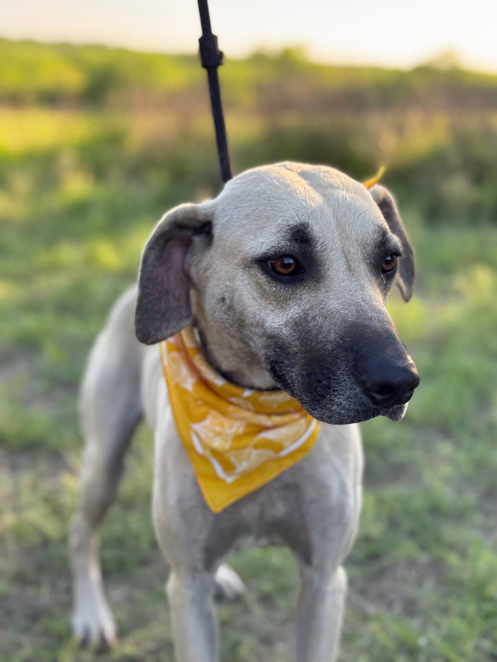 Ash - Black Mouth Cur