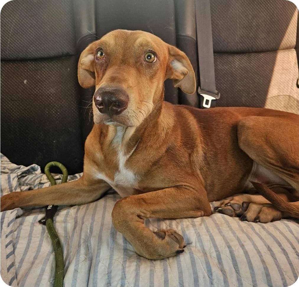 Rusty - Vizsla