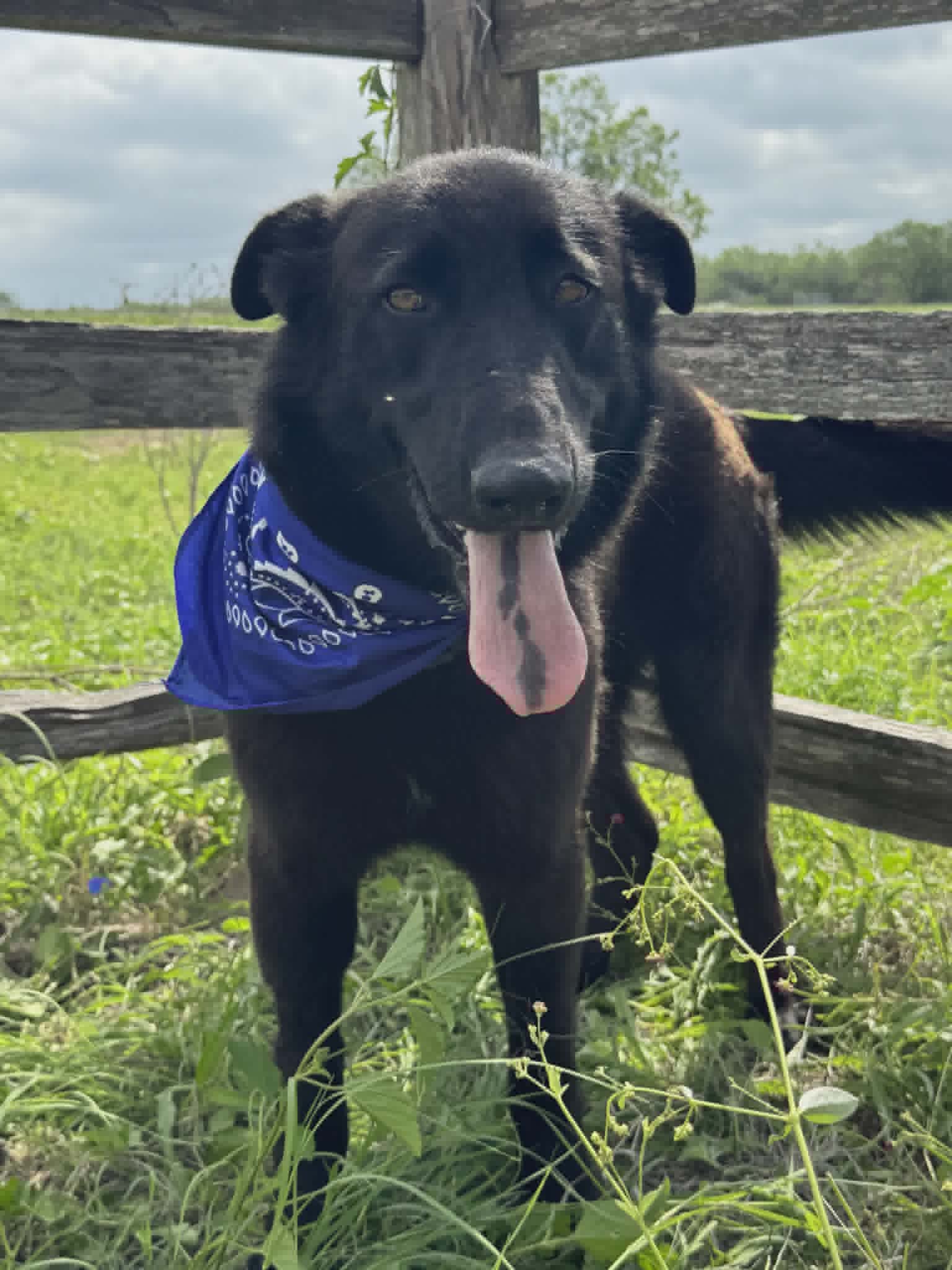 Bear - Labrador Retriever