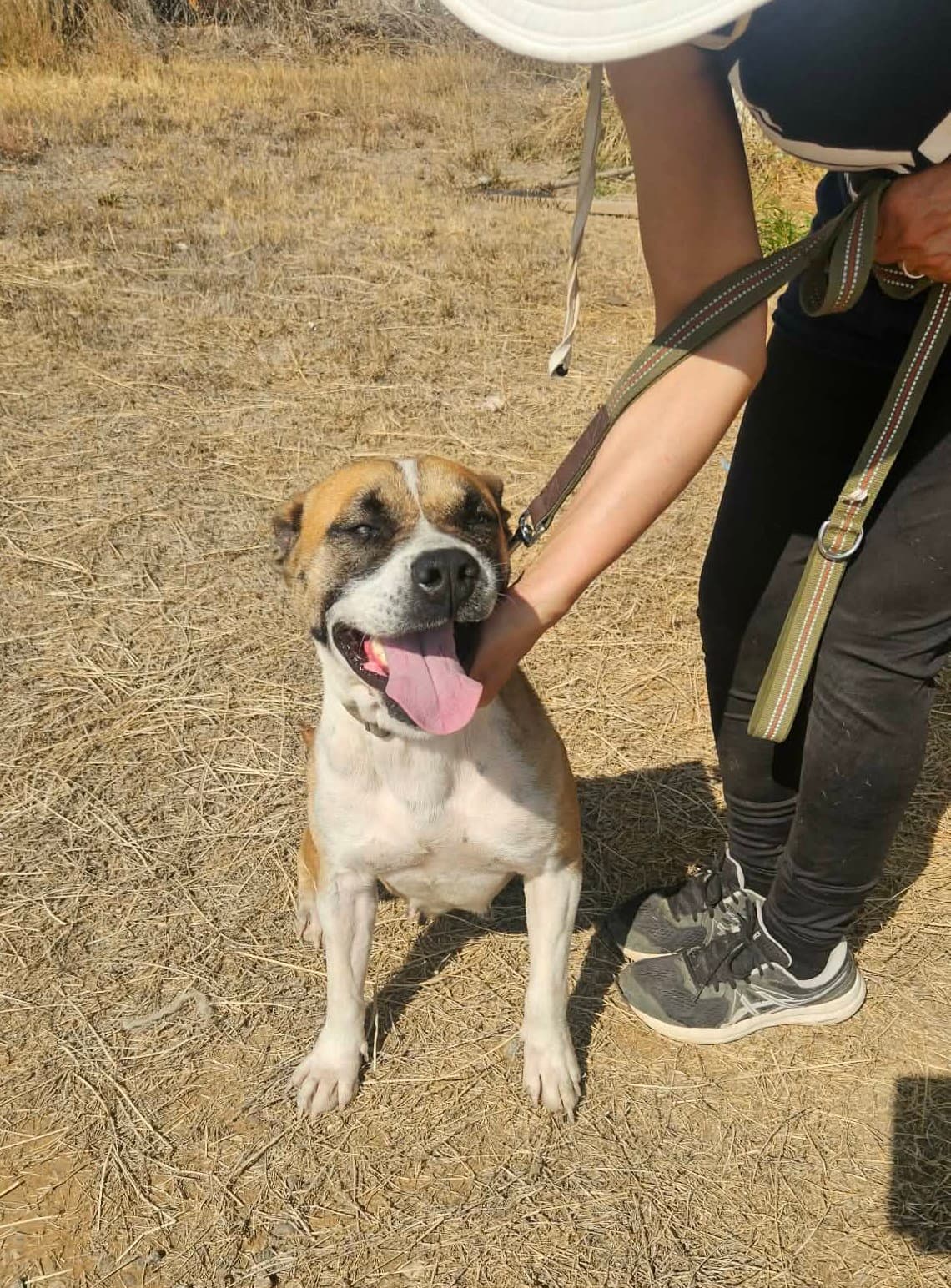 Sadie - Boxer