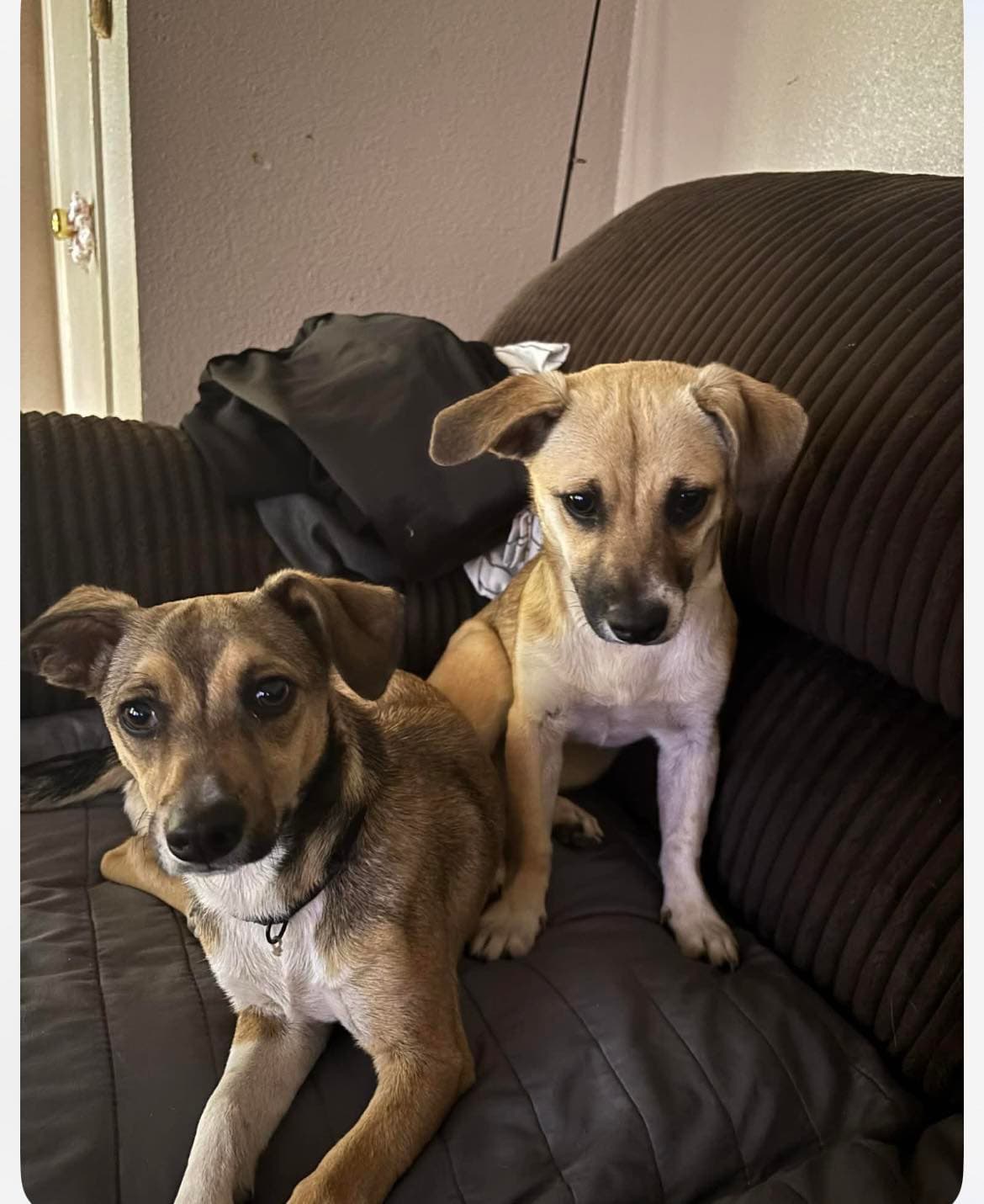 Luna And Zeus - Unknown