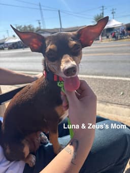 Luna And Zeus image 4