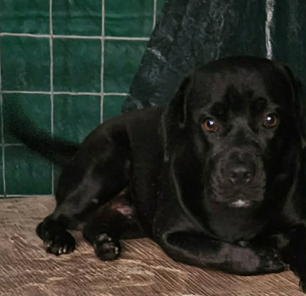 Midnight - Bulldog