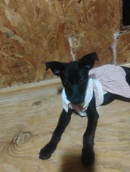 Zena image 2