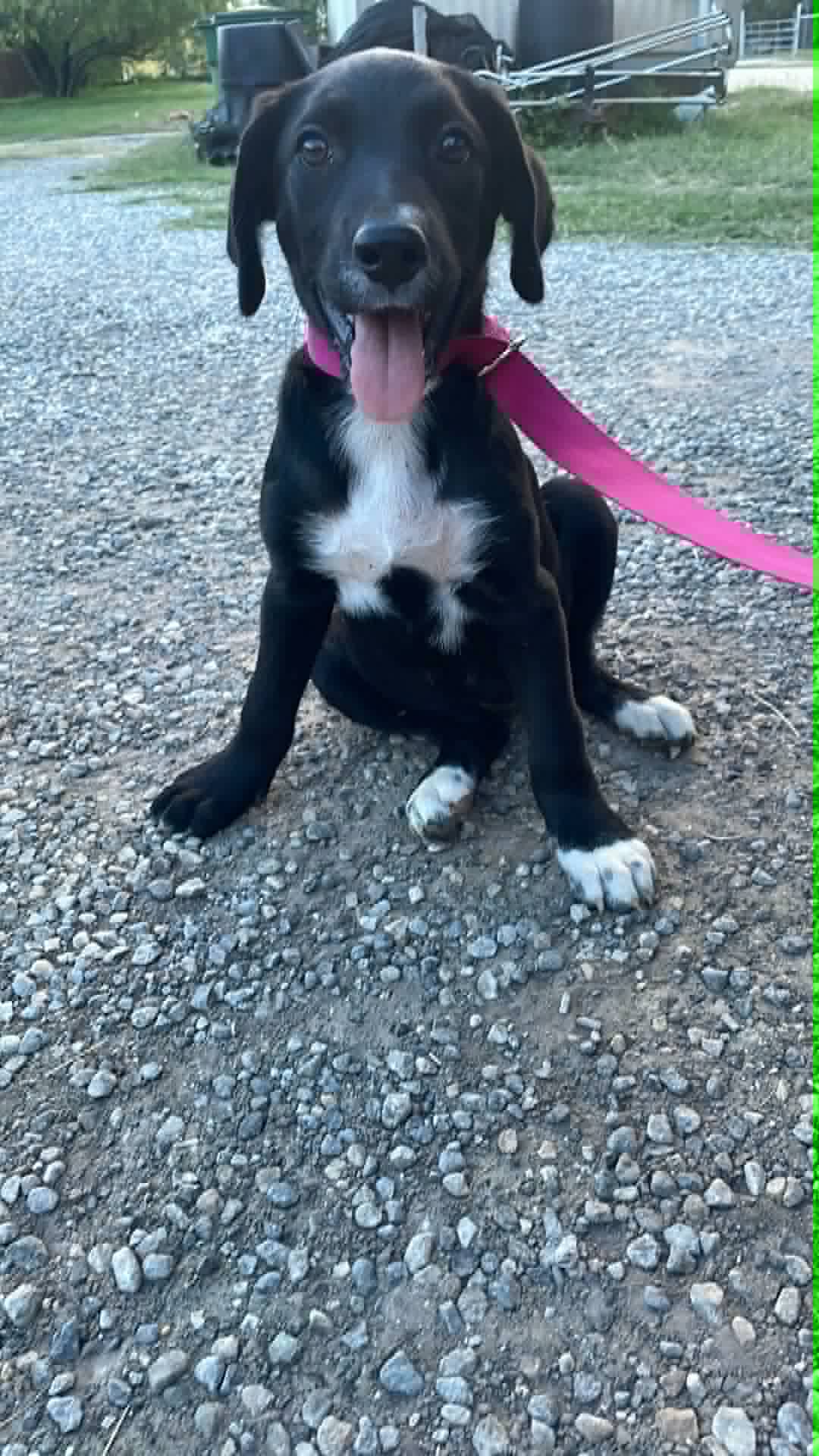 Patch - Labrador Retriever