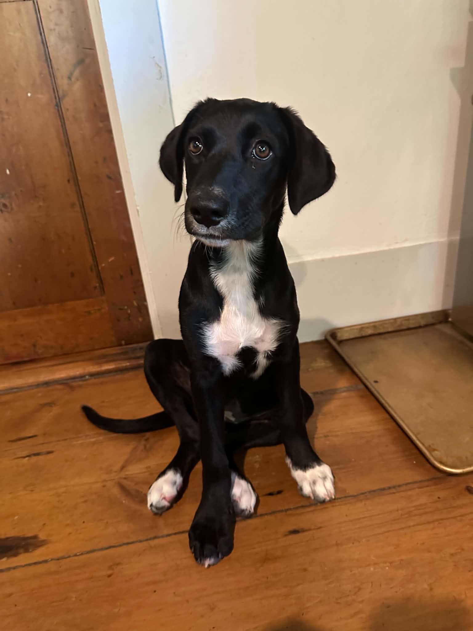 Patch - Labrador Retriever