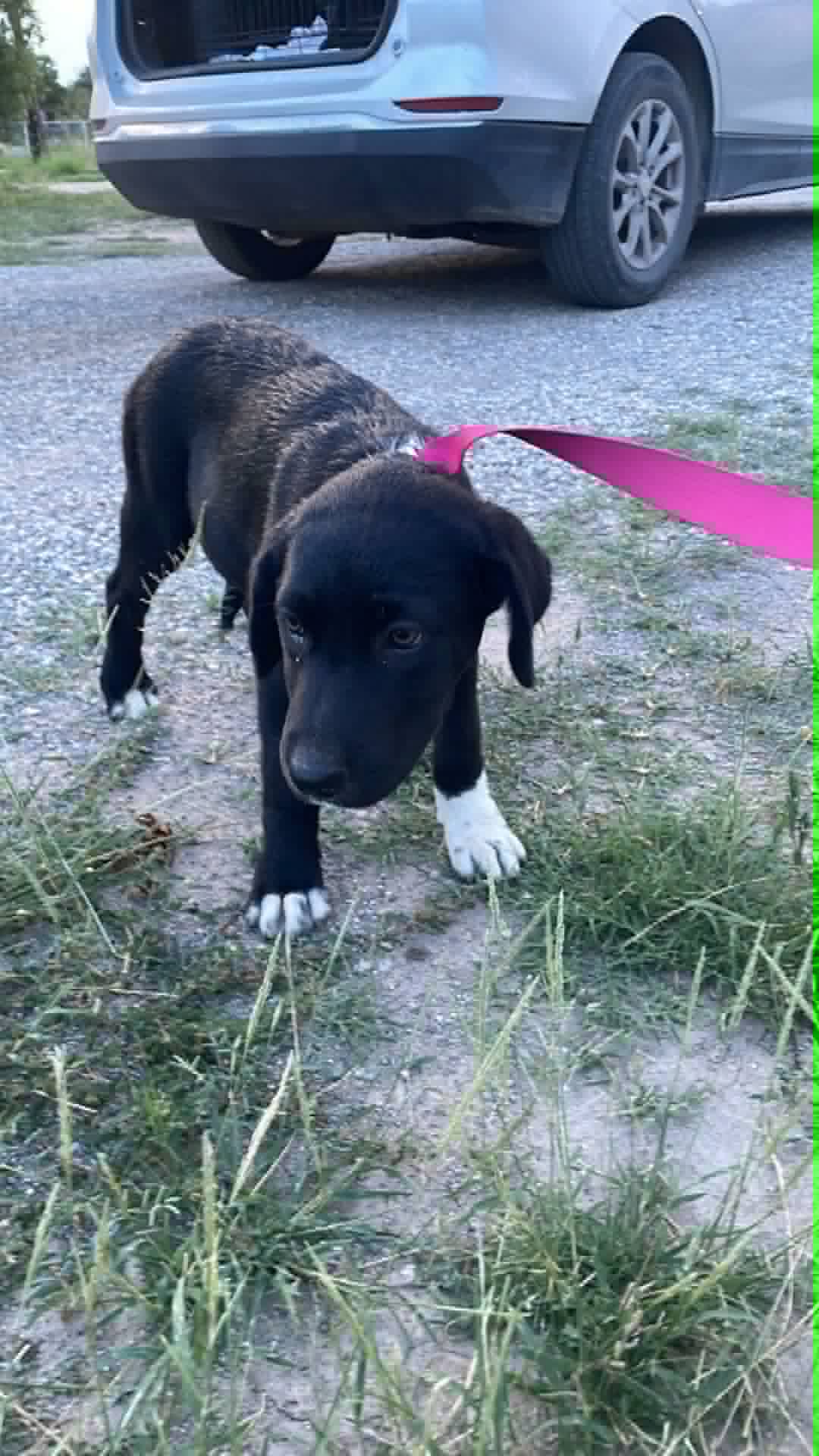 Boots - Labrador Retriever