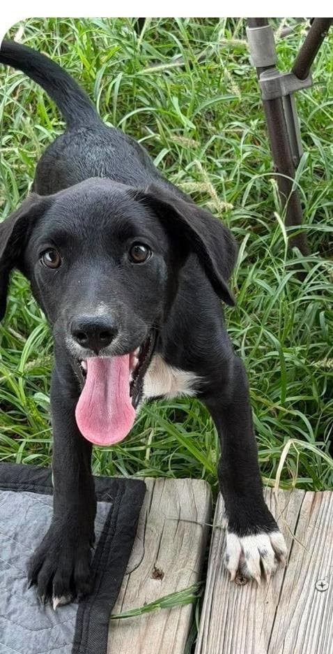Socks - Labrador Retriever