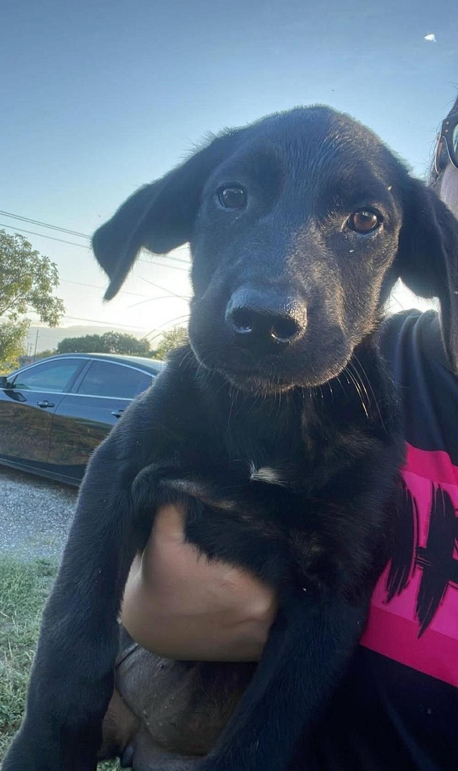 Spot - Labrador Retriever