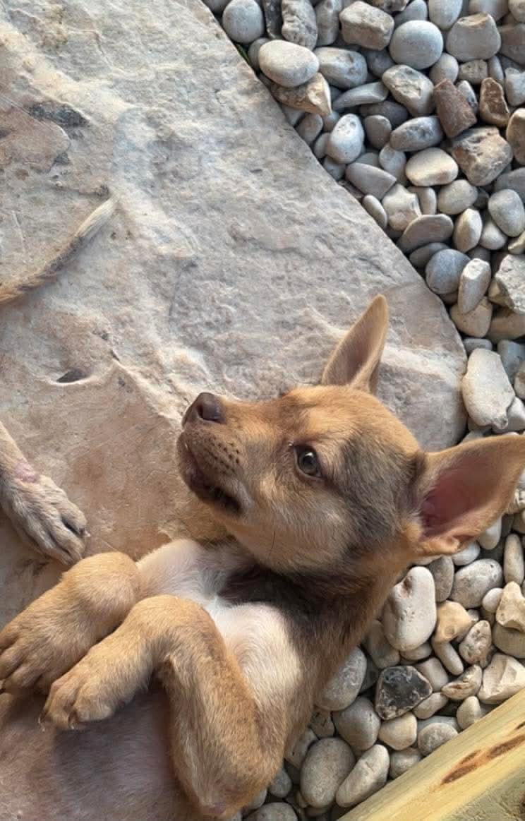 Bella - Unknown