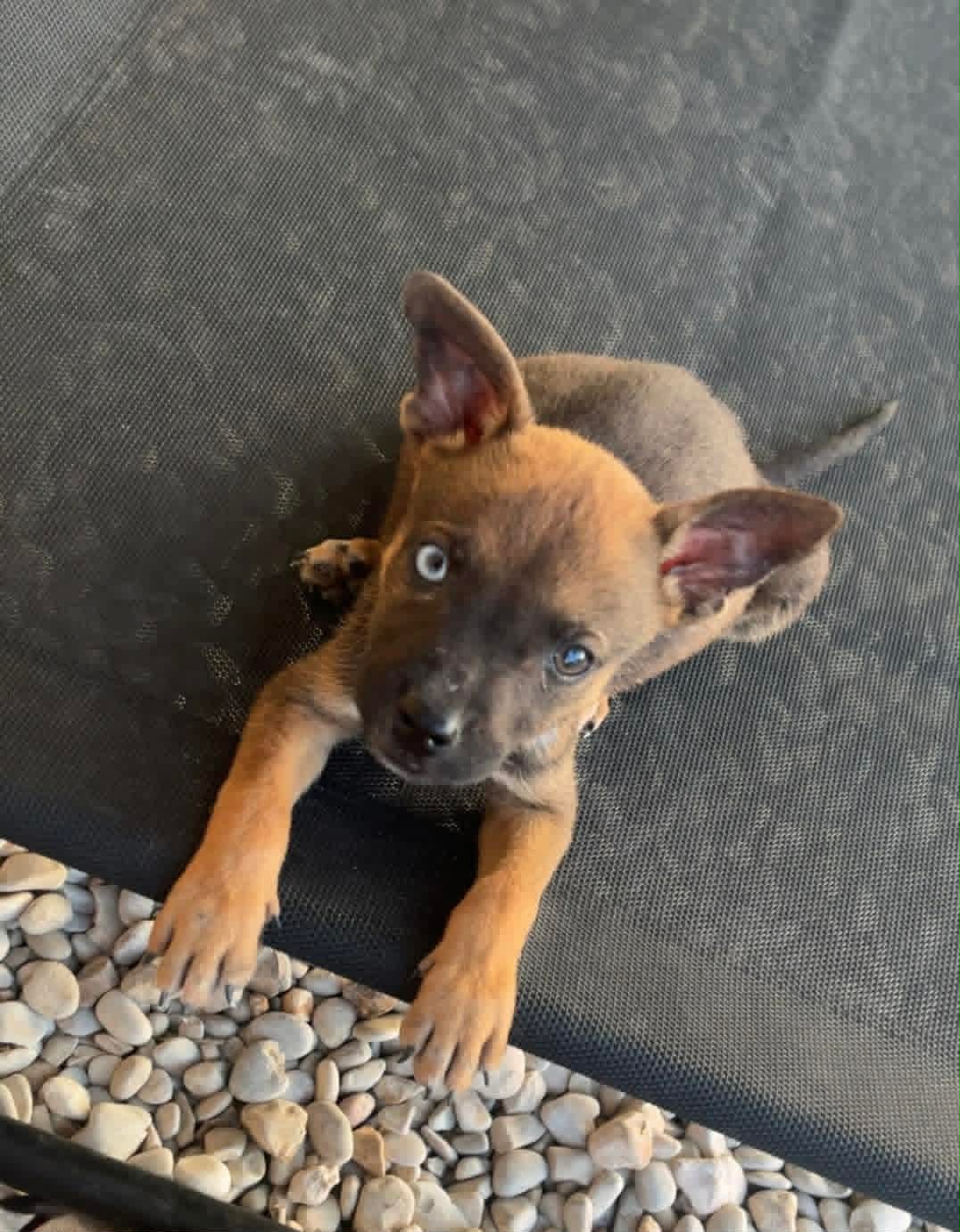 Pepper - Unknown