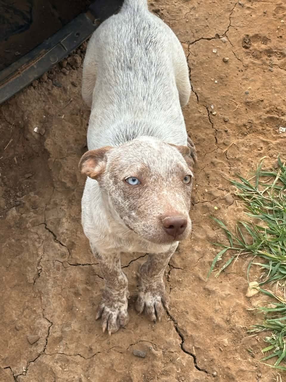Ricky - Australian Cattle Dog/Blue Heeler