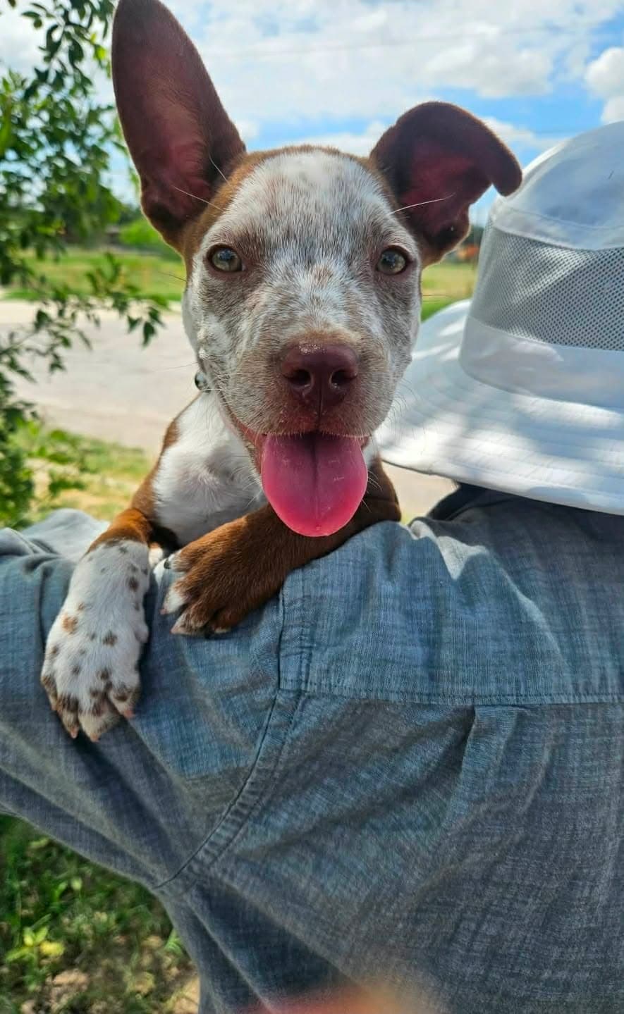 Randy - Australian Cattle Dog/Blue Heeler