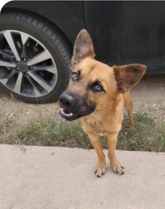 Wolfie - German Shepherd Dog
