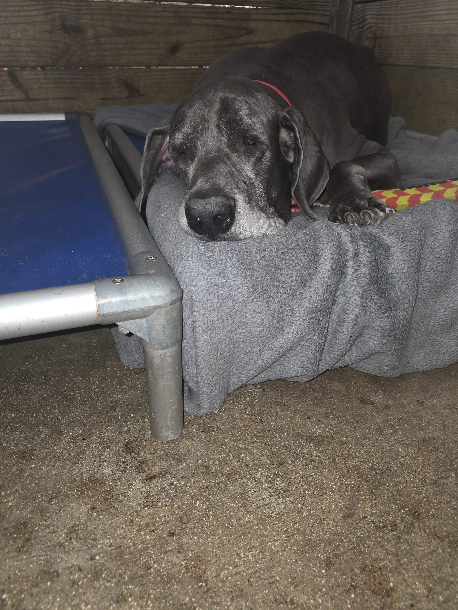 Optimus - Great Dane
