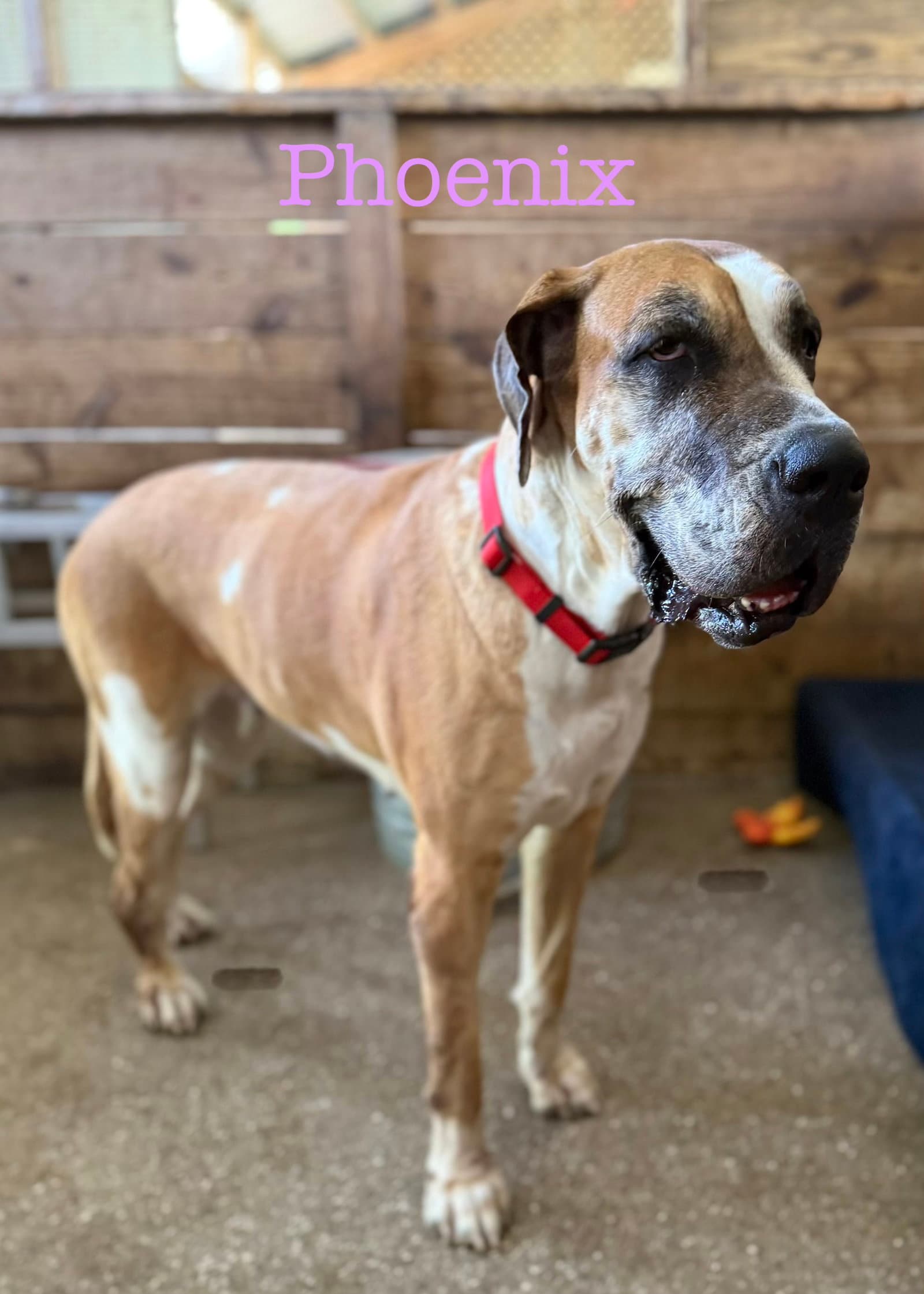 Phoenix - Great Dane