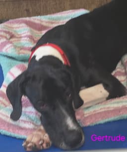 Gertrude image 1