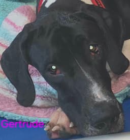 Gertrude image 2
